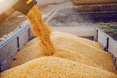 Port of Melbourne grain exports hit historic high