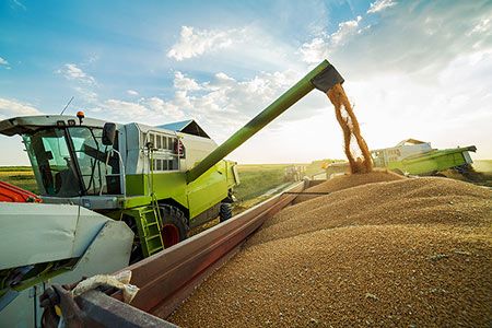SAGO issues tender to import barley