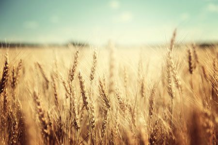 Wheat prices soar as Black Sea crop causes concern