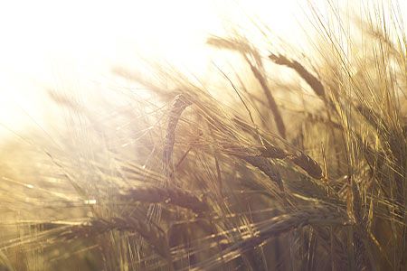 Cimbria wins order for a 60 000 t silo in Kazakhstan